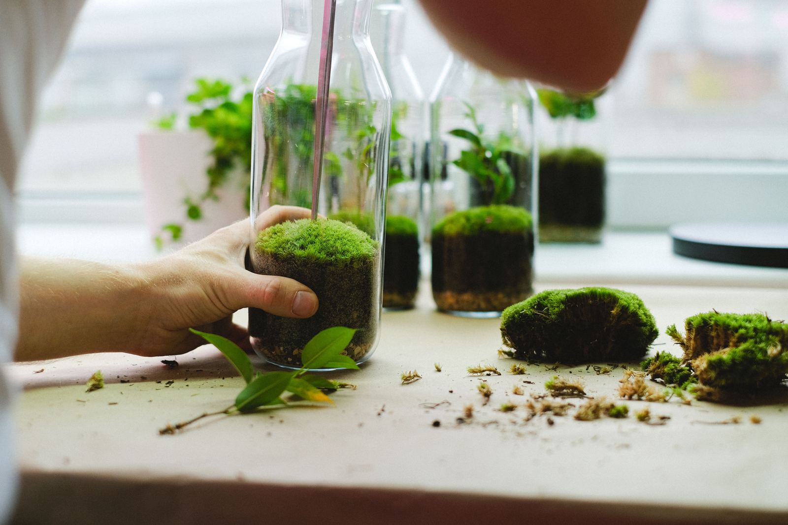 Placing a cushion of moss inside a glass vessel
