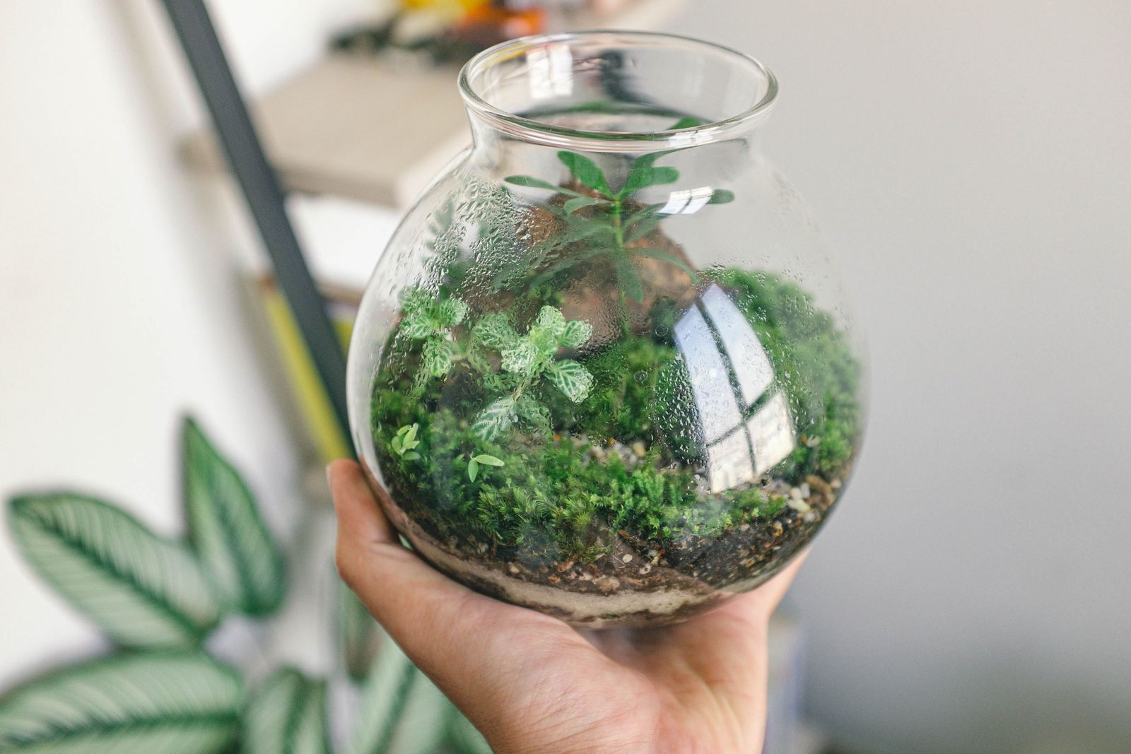 Hand holding a round glass terrarium