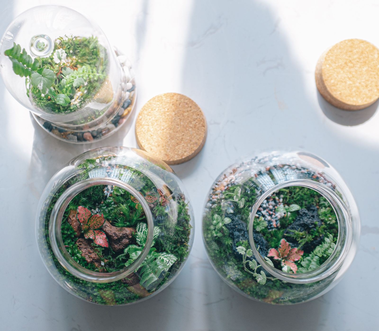 Two open glass bowls with moss and red-leaf plants seen from above, cork lids beside